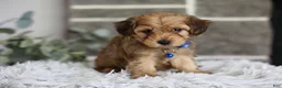 Yorkiepoo dogs for sale: Peanut - Ad 1