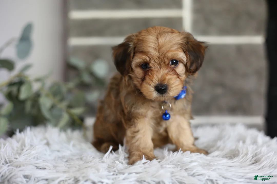 Yorkiepoo dogs for sale: Peanut - Ad 1
