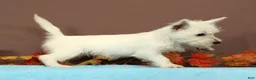 West Highland Terrier dogs for sale: Coconut - Ad 4