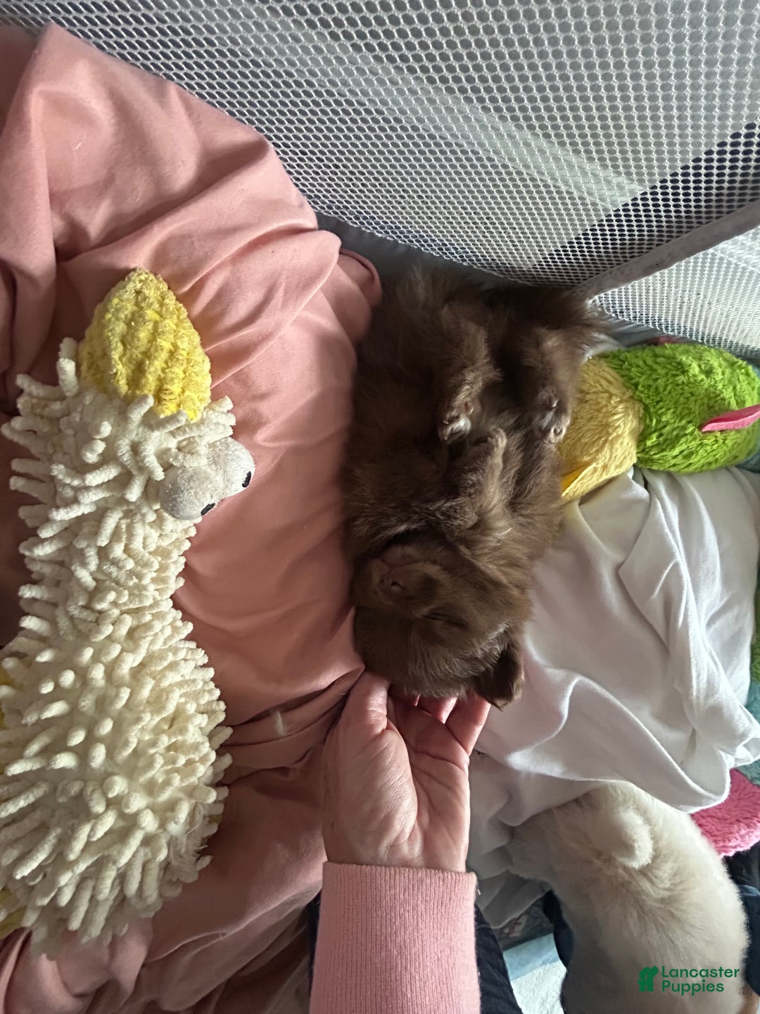 Pomeranian dogs for sale: Pomeranian Puppy 1 - Ad 6