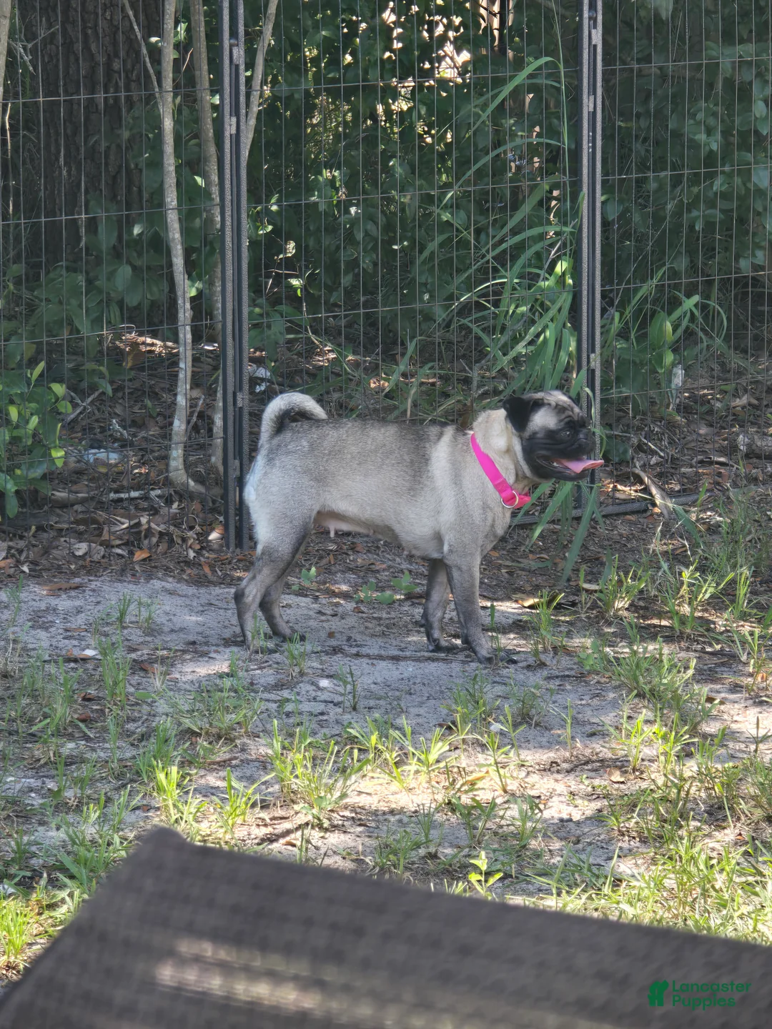 Pug dogs for sale: Maddie - Ad 9