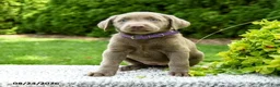 Labrador Retriever dogs for sale: River - Ad 3