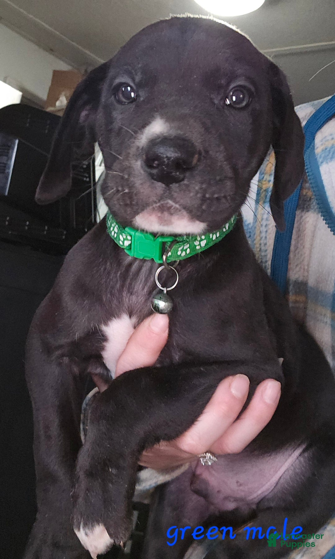 Great Dane dogs for sale: Great Dane Puppy 4 - Ad 1