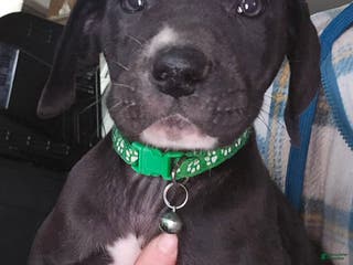 Great Dane dogs Great Dane Puppy 4 - Ad 28