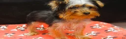 Yorkshire Terrier dogs for sale: Yorkshire Terrier 2 - Ad 3