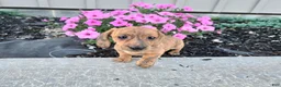 Miniature Dachshund dogs for sale: Fritz - Ad 4