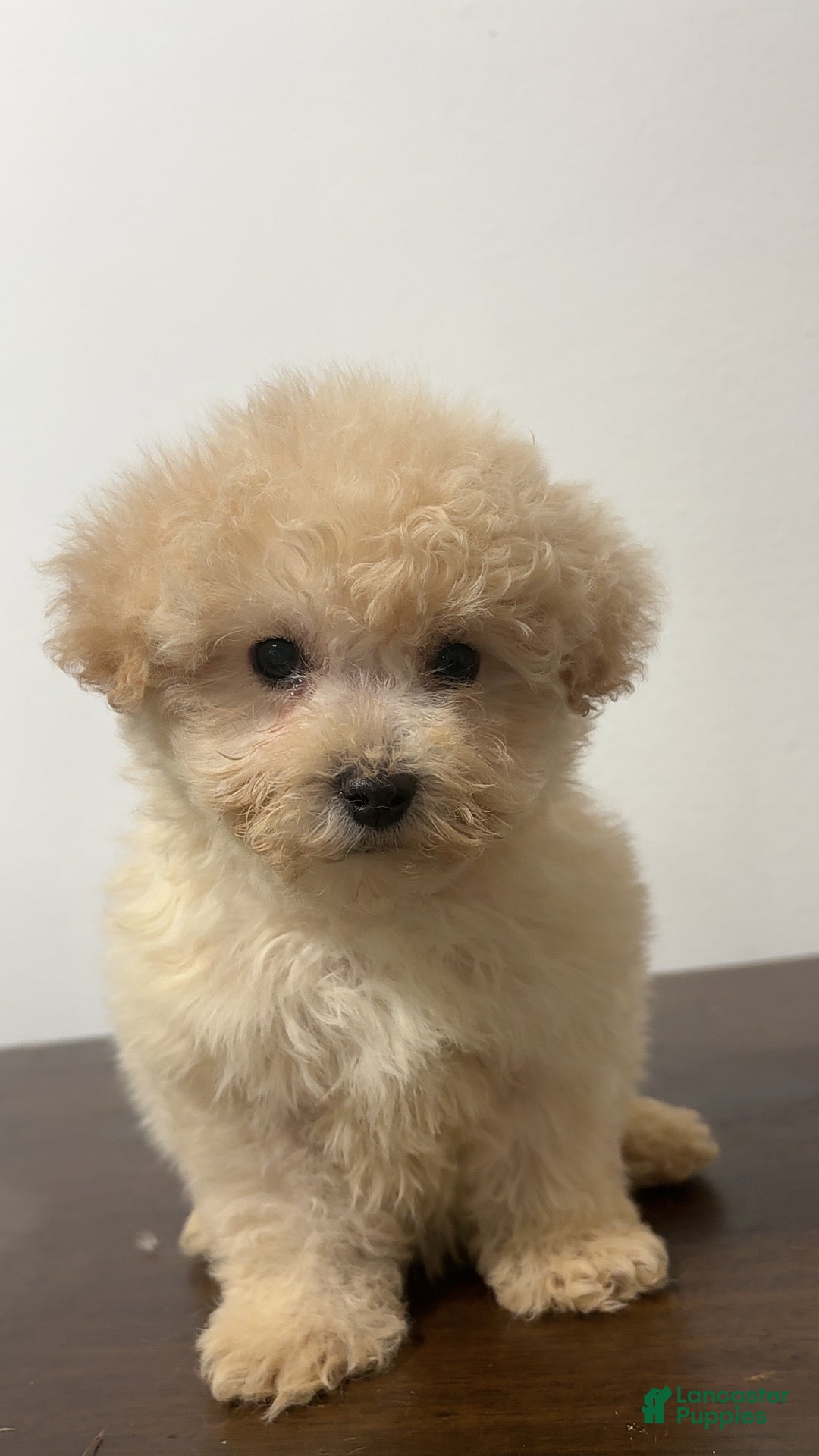 Miniature Poodle dogs for sale: Bella - Ad 1