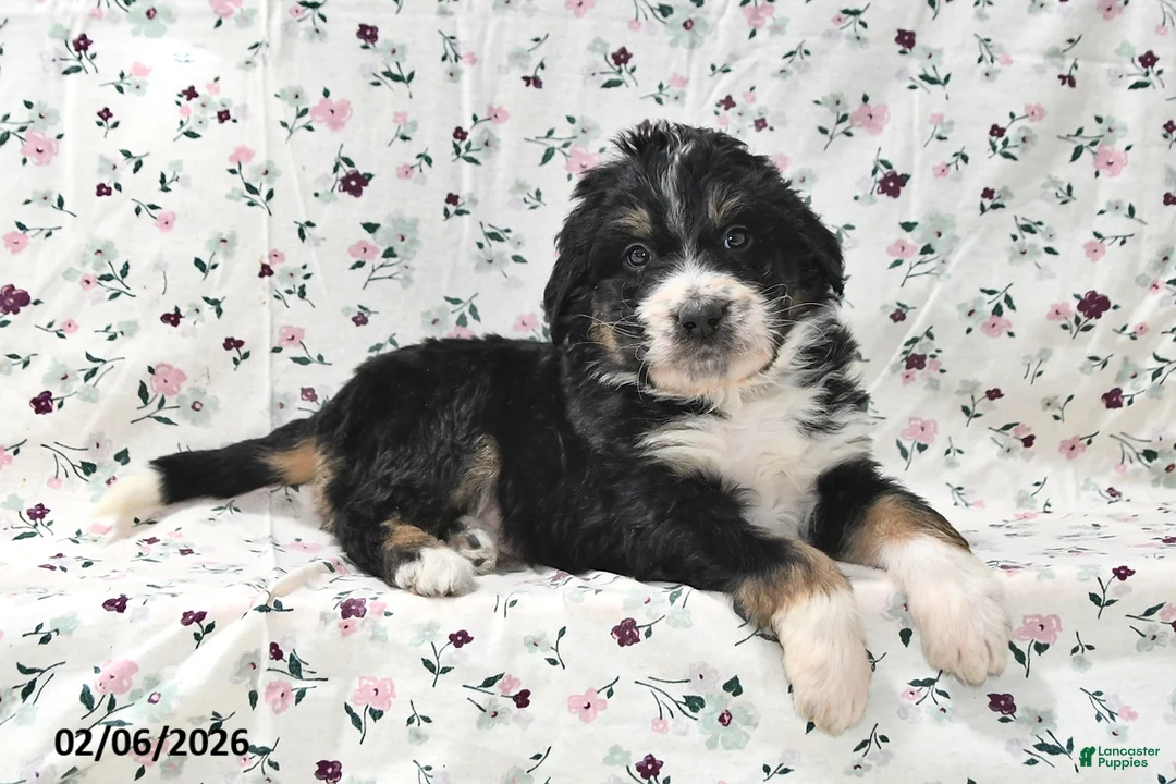 Bernedoodle dogs for sale: Boomer - Ad 4