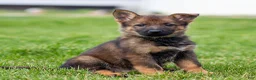 German Shepherd dogs for sale: Sammy German Shepherd Puppy  - Ad 3