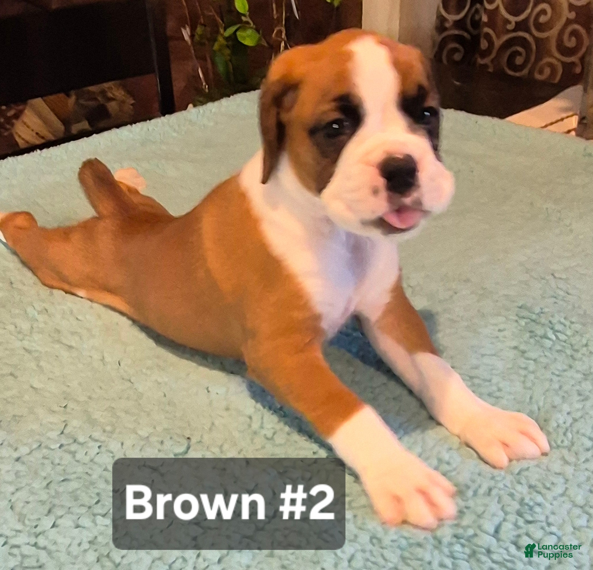 Boxer dogs Brown #2 - Ad 1