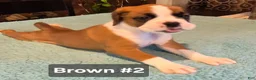 Boxer dogs for sale: Brown #2 - Ad 1