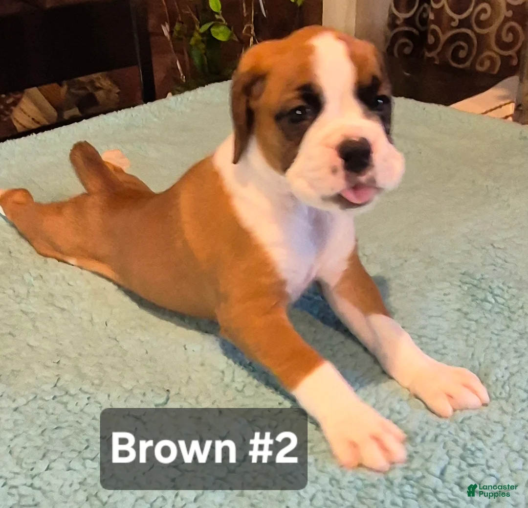 Boxer dogs for sale: Brown #2 - Ad 1