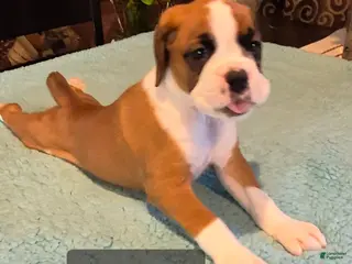 Boxer dogs Brown #2 - Ad 2
