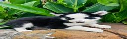 Siberian Husky dogs for sale: Rolex - Ad 7