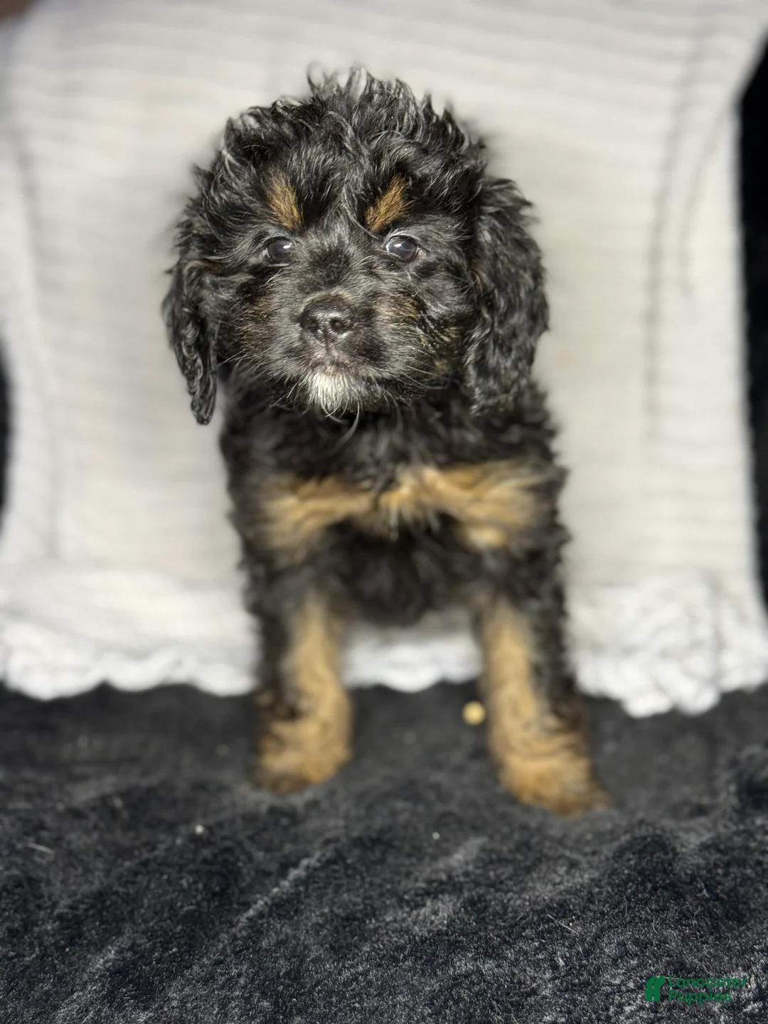 Cavapoo dogs for sale: Cavapoo Puppy 2 - Ad 1