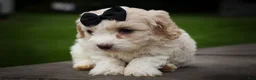 Cavachon dogs for sale: Houston🐾💙 - Ad 6