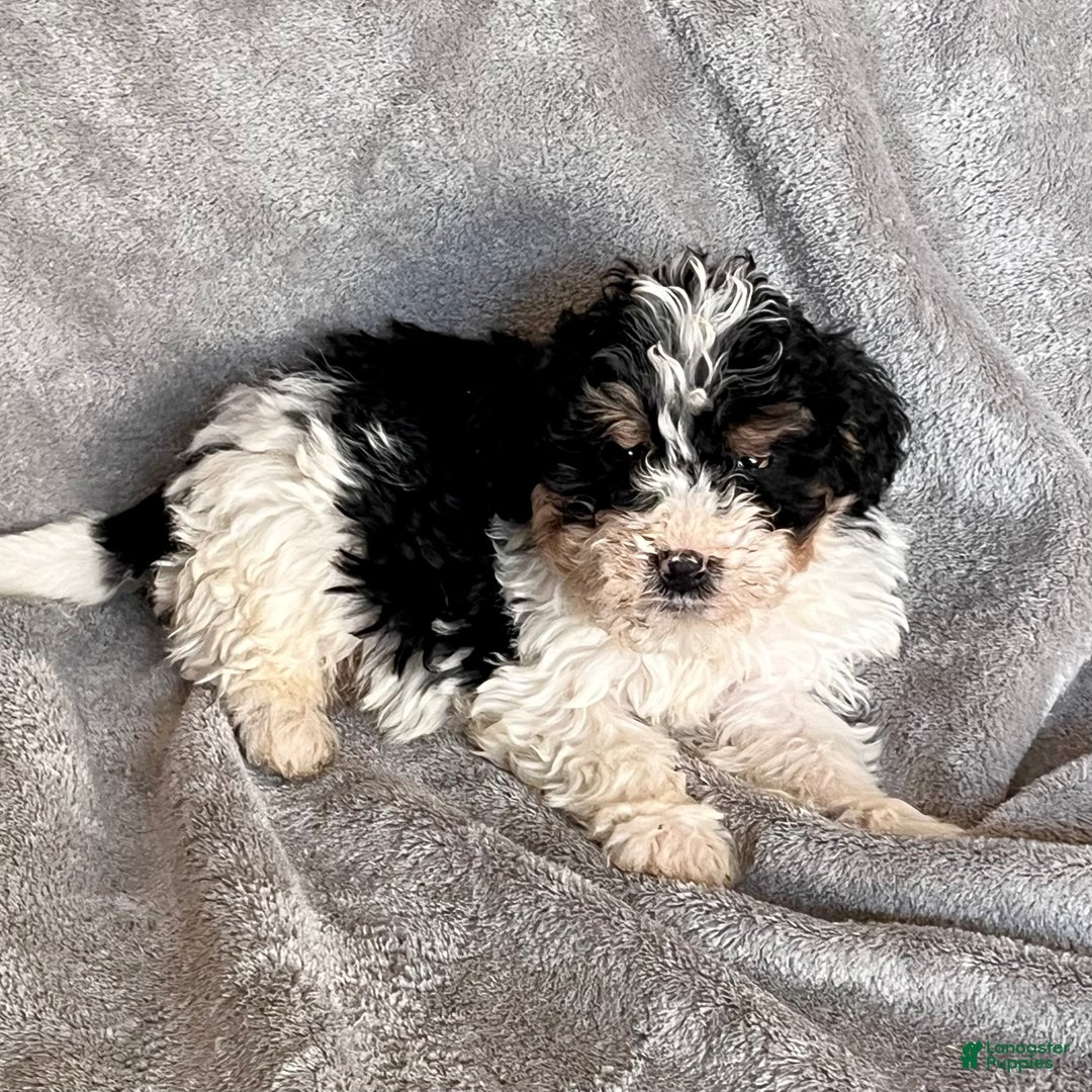 Bernedoodle dogs for sale: Jax - Ad 4