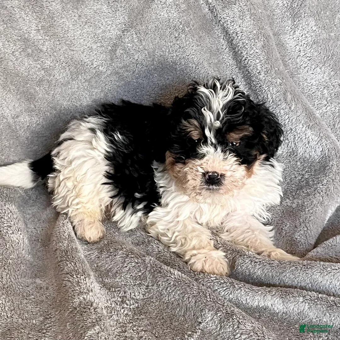 Bernedoodle dogs for sale: Jax updated pics - Ad 6