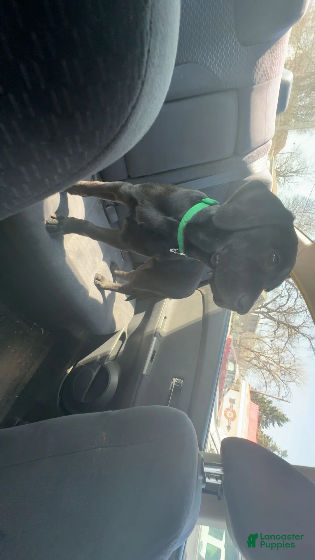 Mixed Breed dogs for sale: Mixed Breed Puppy 1 - Ad 2