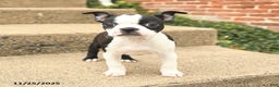 Boston Terrier dogs for sale: Jemma - Ad 1