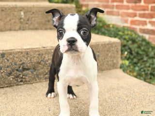 Boston Terrier dogs Jemma - Ad 41