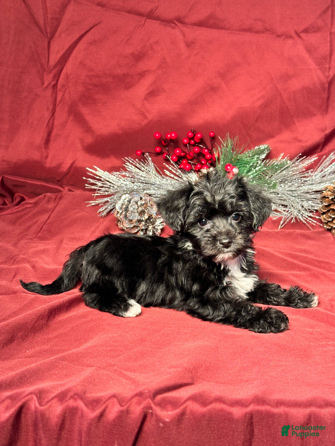 Yochon dogs for sale: Benson - Ad 5