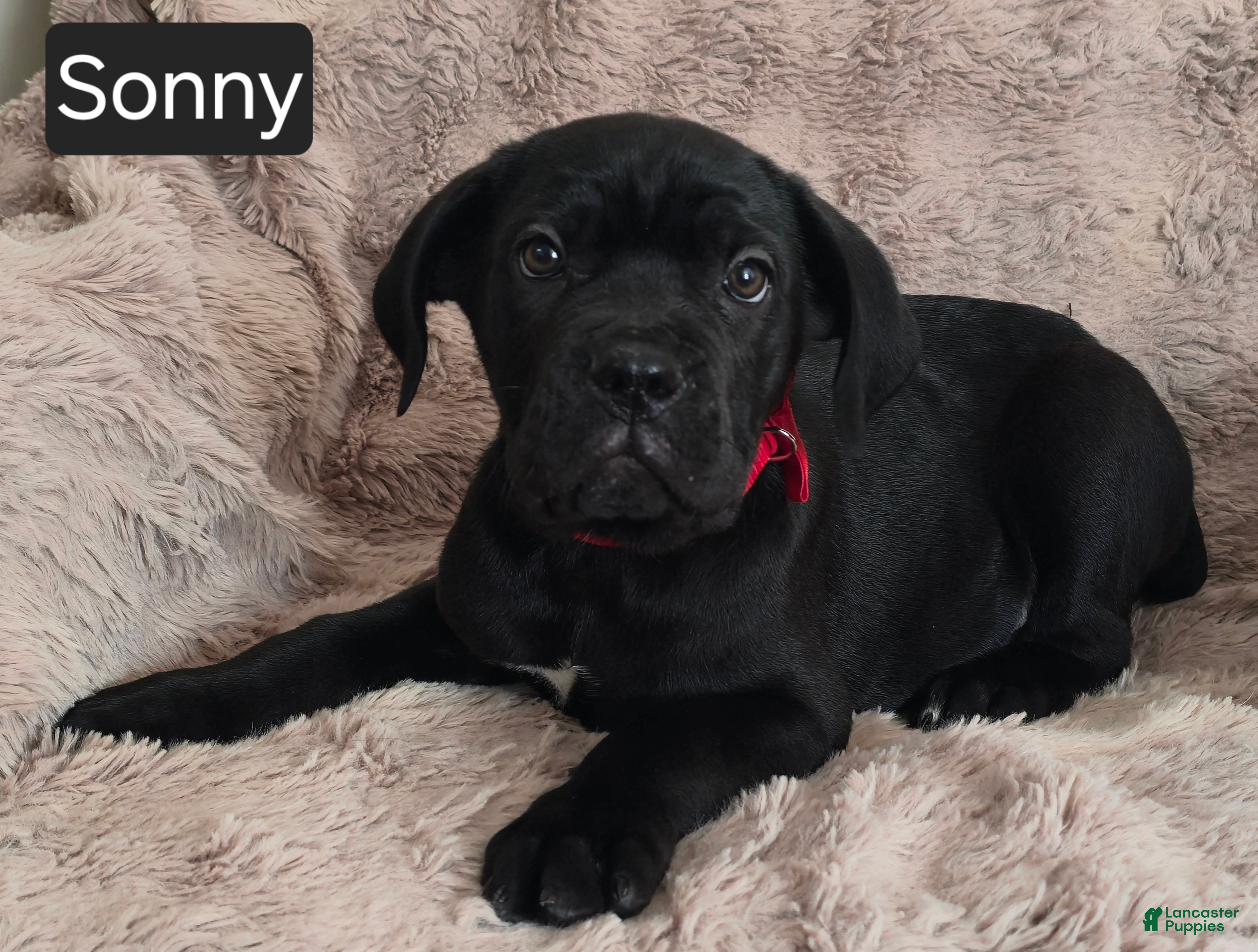 Cane Corso dogs Sonny - Ad 28