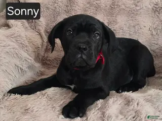 Cane Corso dogs Sonny - Ad 28
