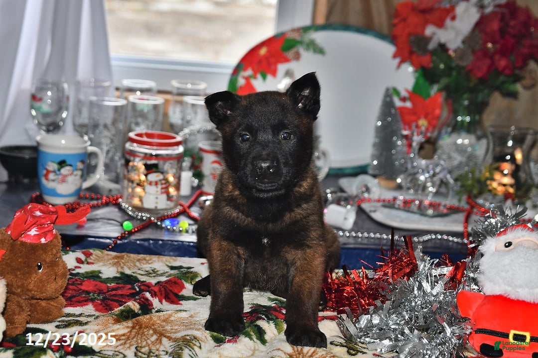 Belgian Malinois dogs for sale: Lacey - Ad 1