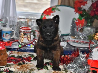 Belgian Malinois dogs Lacey - Ad 19