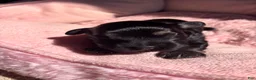 Havanese dogs for sale: Glinda - Ad 2