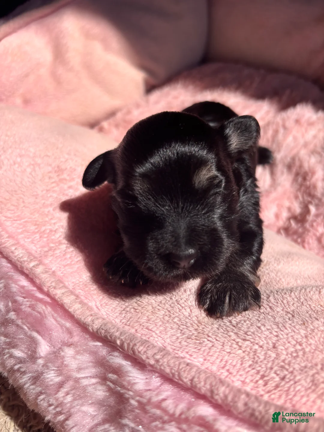 Havanese dogs for sale: Glinda - Ad 2