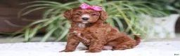 Cavapoo dogs for sale: Chloe - Ad 2
