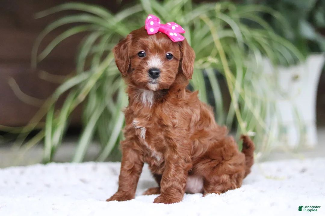 Cavapoo dogs for sale: Chloe - Ad 2