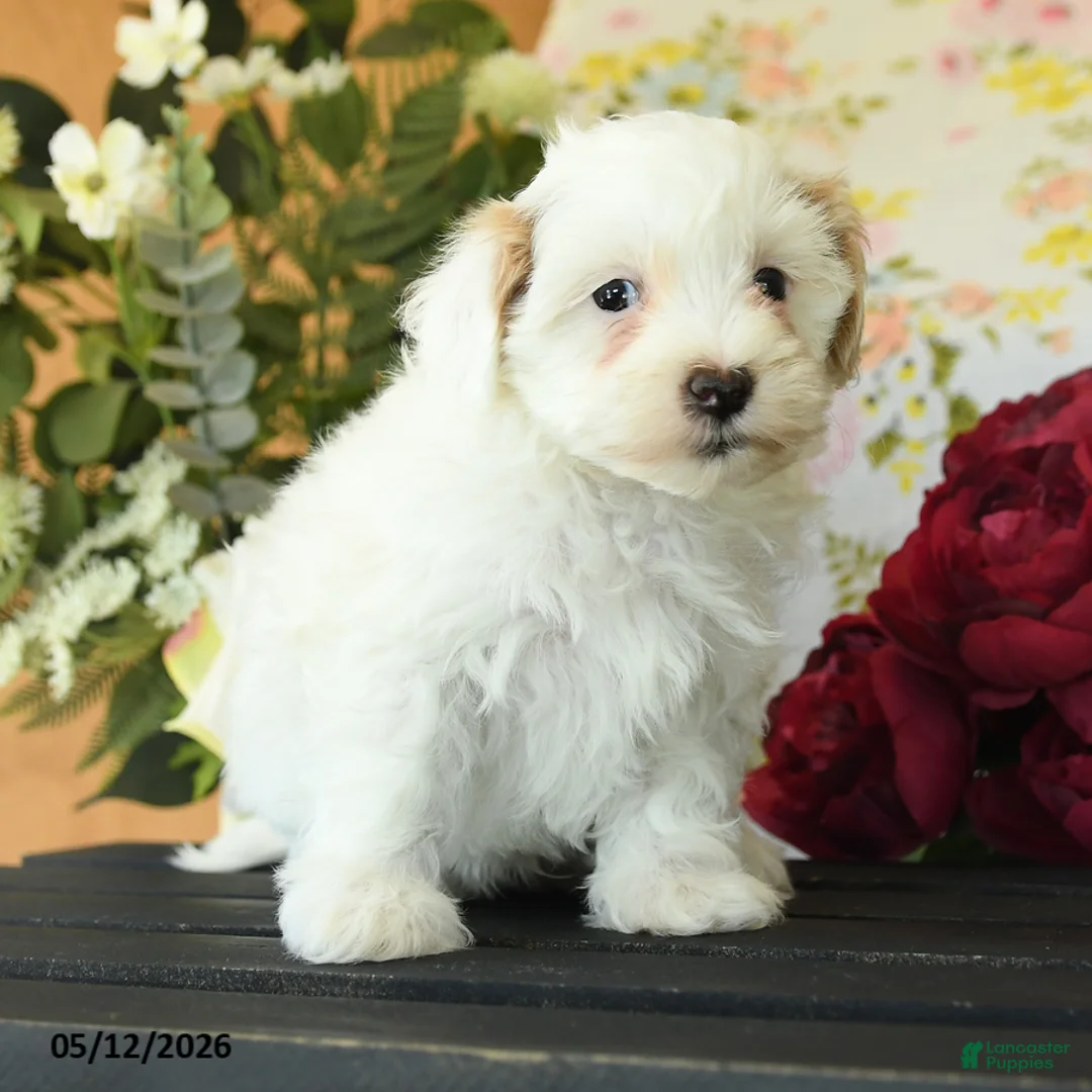 Maltipoo dogs for sale: Scott - Ad 2