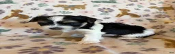 Morkie dogs for sale: Archie - Ad 2