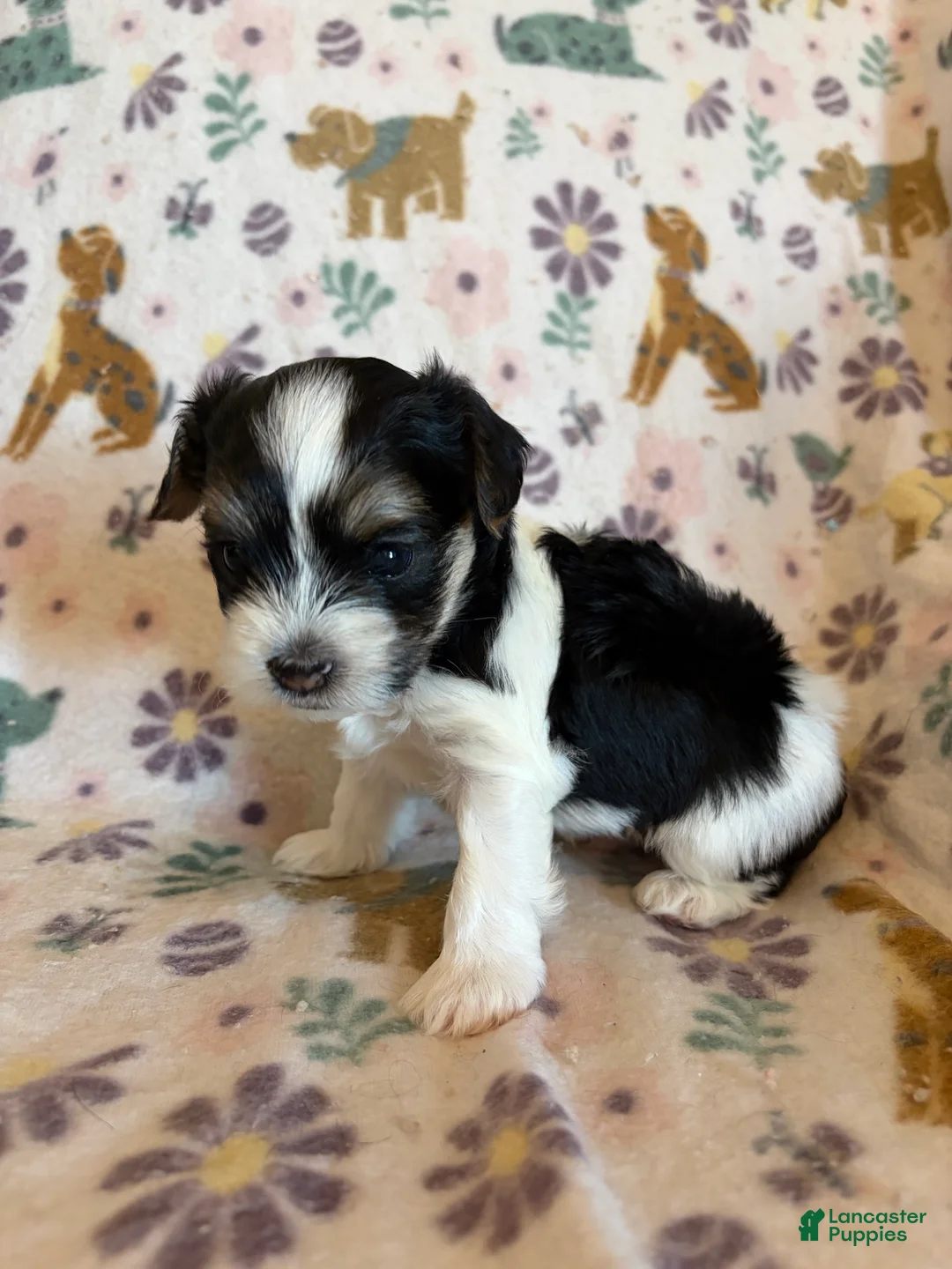 Morkie dogs for sale: Archie - Ad 2