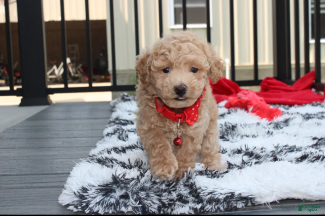Bichpoo dogs for sale: Kelby - Ad 1