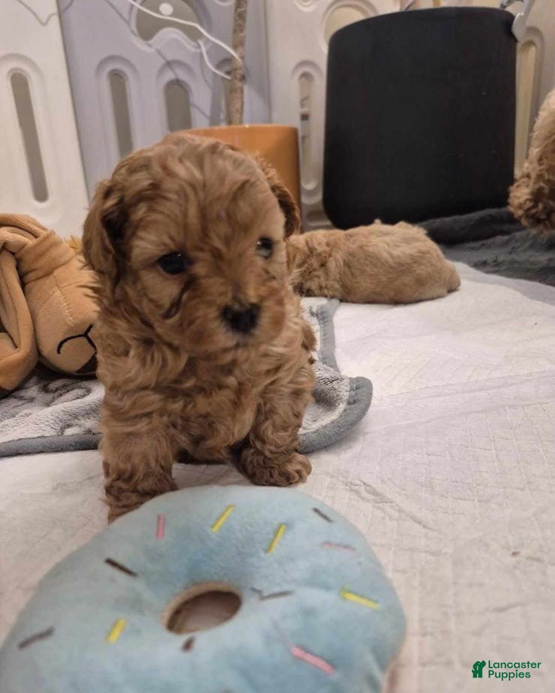 Maltipoo dogs for sale: Raya - Ad 1