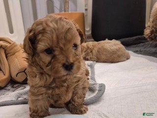 Maltipoo dogs Raya - Ad 23