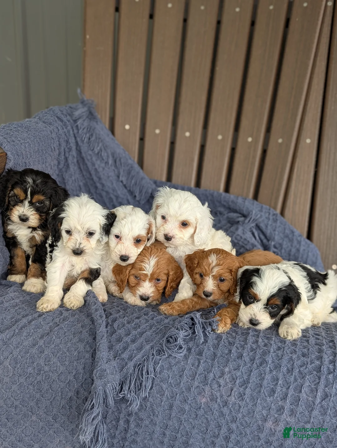 Cavapoo dogs for sale: Daphne  - Ad 5