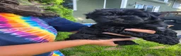 Havanese dogs for sale: Chico - Ad 3
