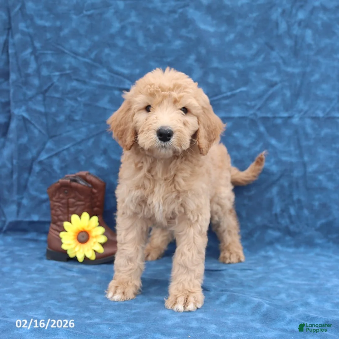 Goldendoodle dogs for sale: Jack  - Ad 1
