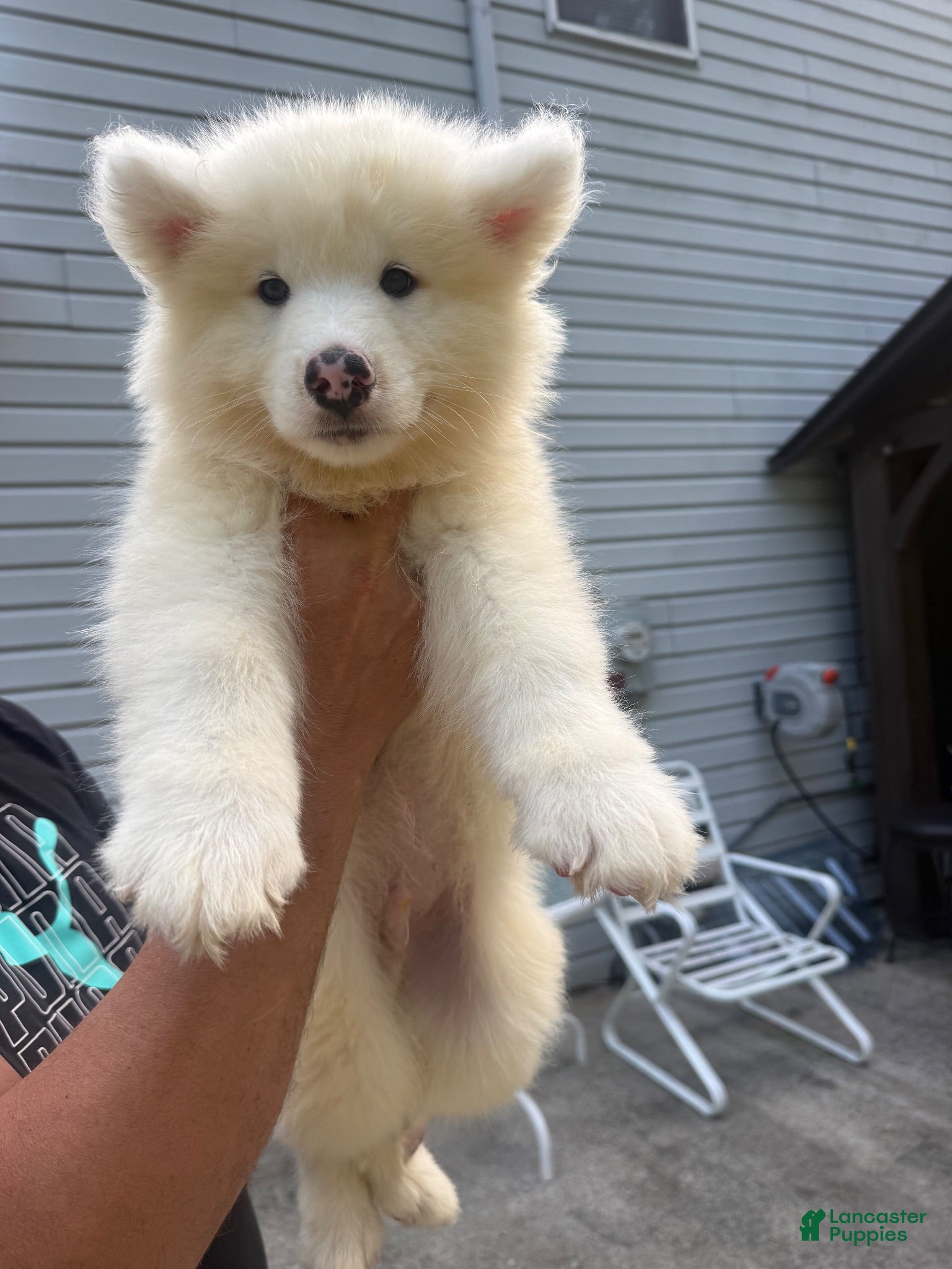Samoyed dogs Samoyed  - Ad 23