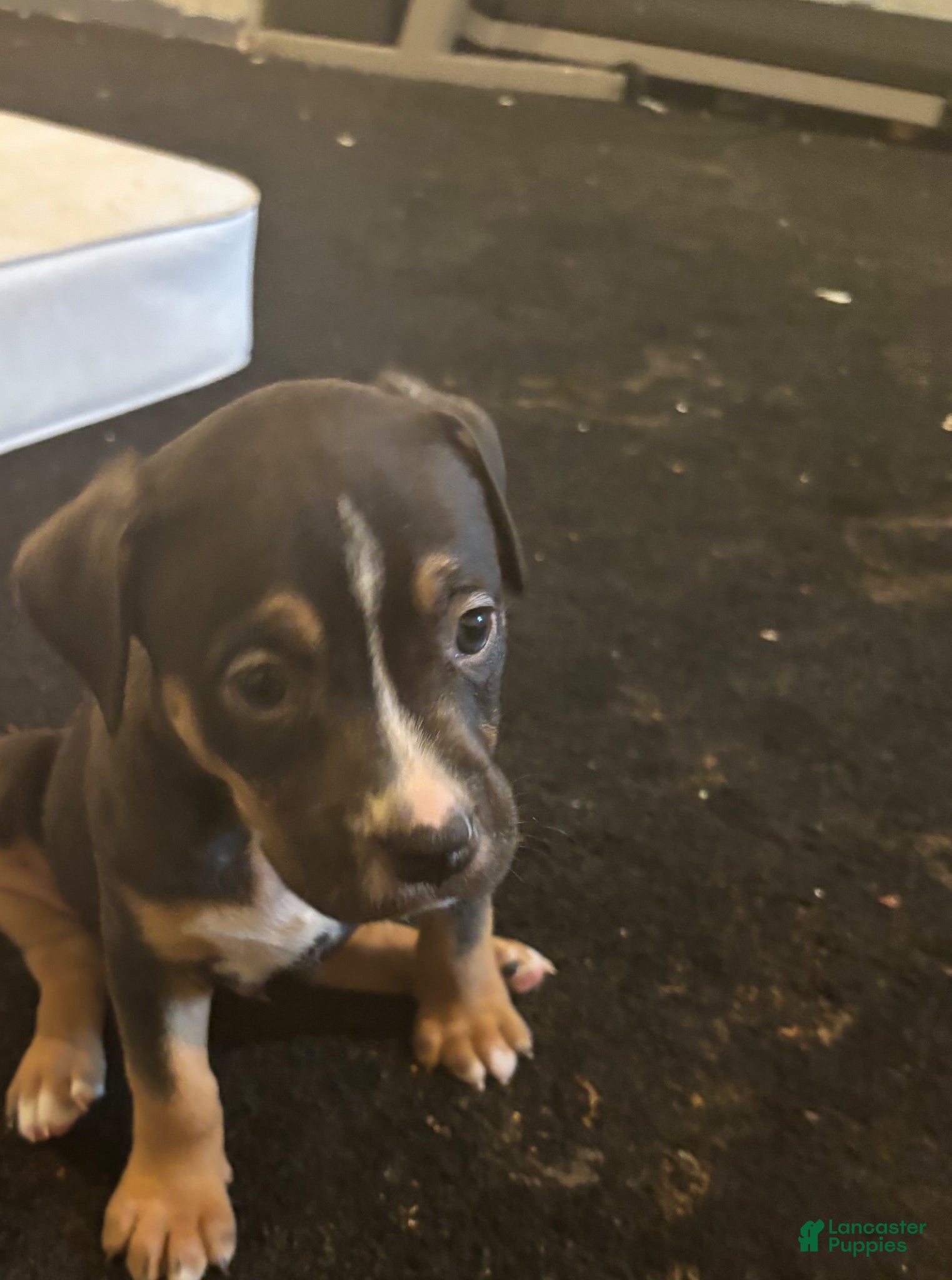 American Pit Bull Terrier dogs American Pit Bull Terrier Puppy 3 - Ad 10