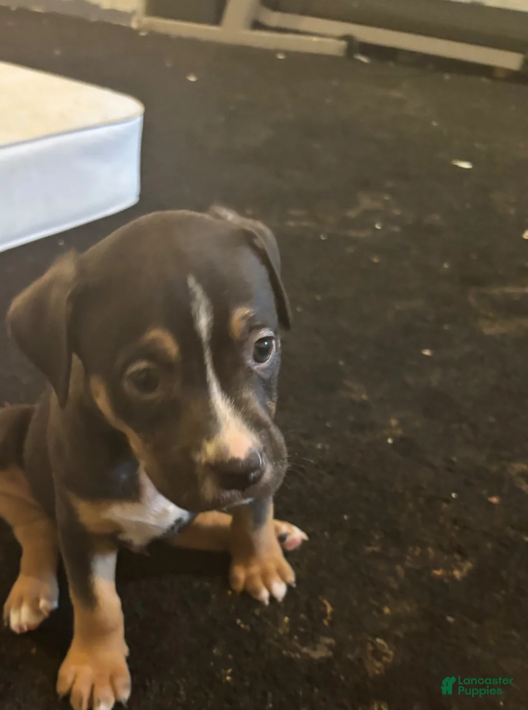 American Pit Bull Terrier dogs for sale: American Pit Bull Terrier Puppy 3 - Ad 1