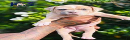 American Bully dogs for sale: American Bully Puppy 6 - Ad 2