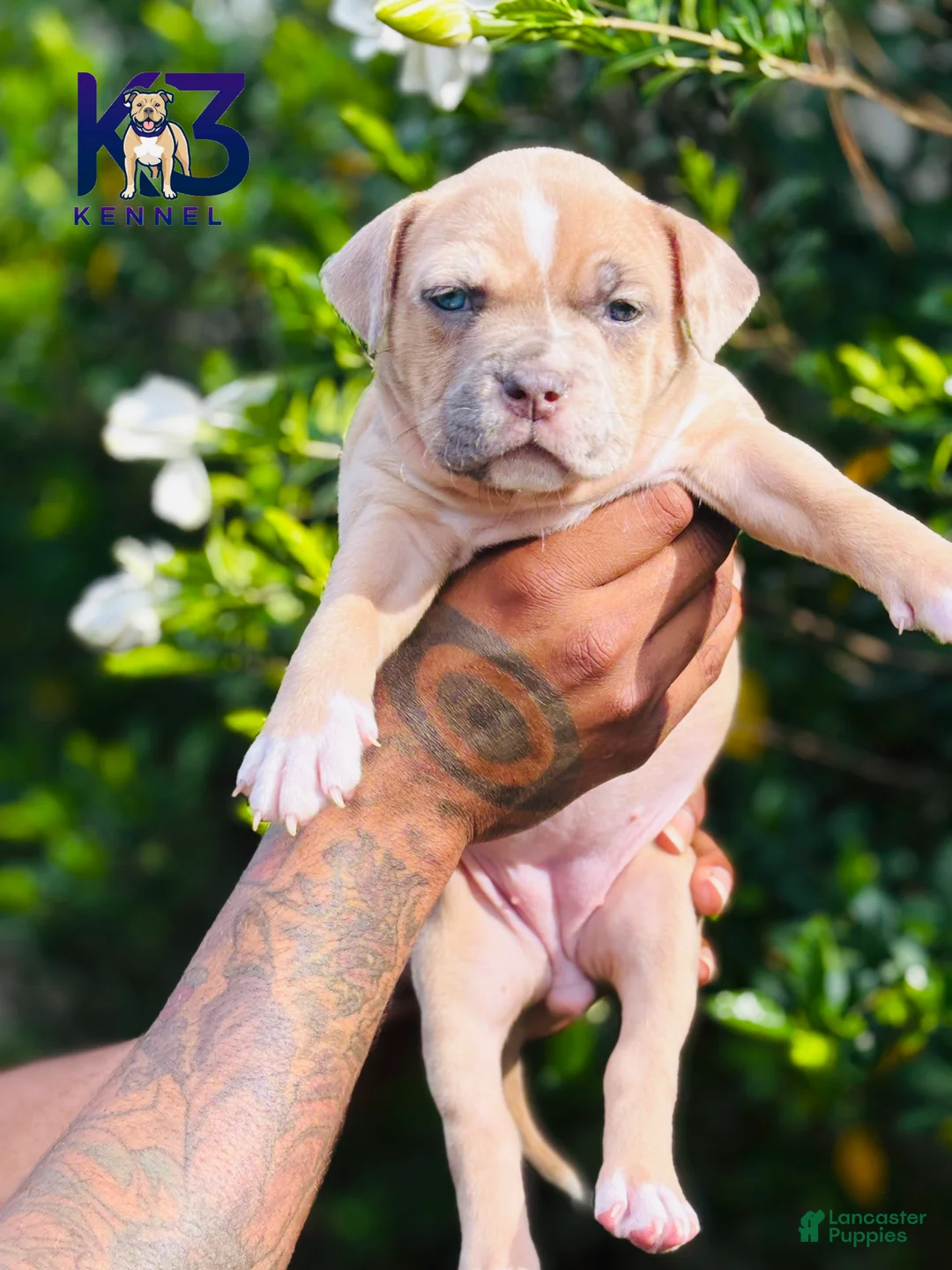 American Bully dogs for sale: American Bully Puppy 6 - Ad 2