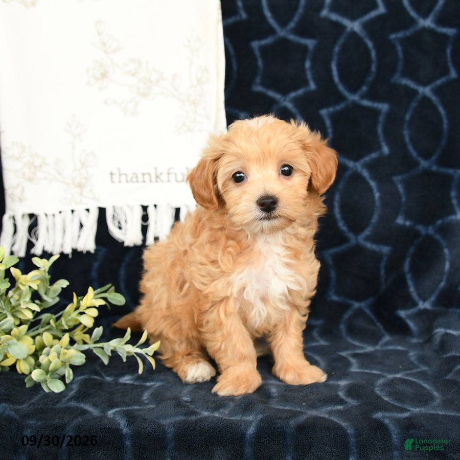 Maltipoo dogs Autumn - Ad 2