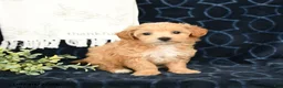 Maltipoo dogs for sale: Autumn - Ad 2